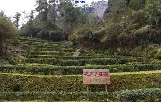 武夷山有名的茶厂，探秘武夷山：知名茶厂的起源与魅力