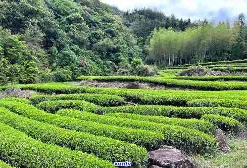 武夷山知名茶厂排名-武夷山知名茶厂排名榜