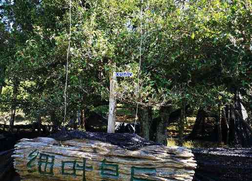 洱茶源茶厂普勐源困鹿，【普洱茶源头】洱茶源茶厂 普洱茶原料基地 困鹿山古树茶园 为您呈现原生态的普洱茶