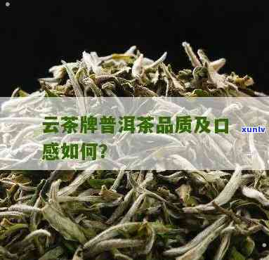 普文茶厂云芽茶：真的好喝吗？知乎用户分享评价