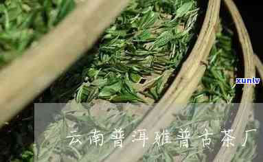 雅普古茶厂的茶价格-雅普古茶厂的茶价格是多少