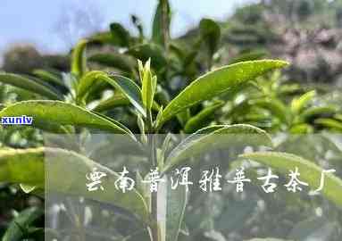 雅普古茶厂的茶价格-雅普古茶厂的茶价格是多少