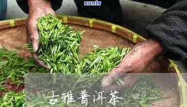 雅普古茶厂的茶价格-雅普古茶厂的茶价格是多少