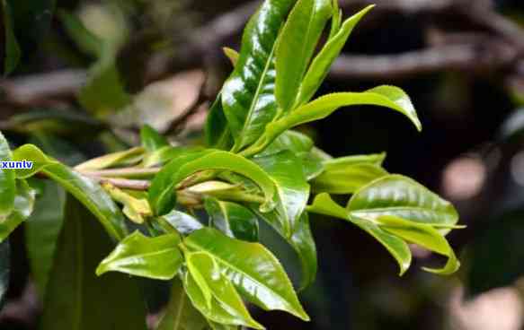 勐海早春木生态古树普洱茶，品味原始森林的馈赠：勐海早春木生态古树普洱茶