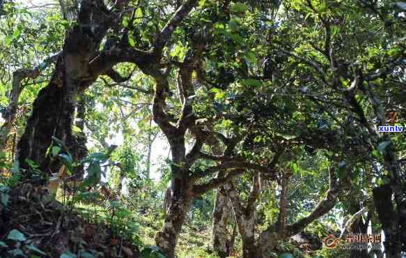 南峤茶山在哪里，揭秘云南茶叶圣地：南峤茶山究竟位于何处？