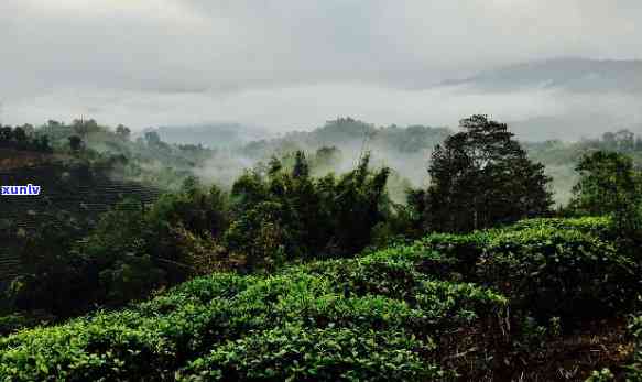 南峤茶山在哪里，揭秘云南茶叶圣地：南峤茶山究竟位于何处？