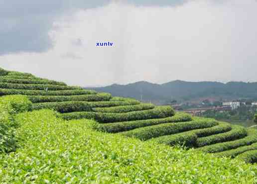 南峤茶山在哪里，揭秘云南茶叶圣地：南峤茶山究竟位于何处？