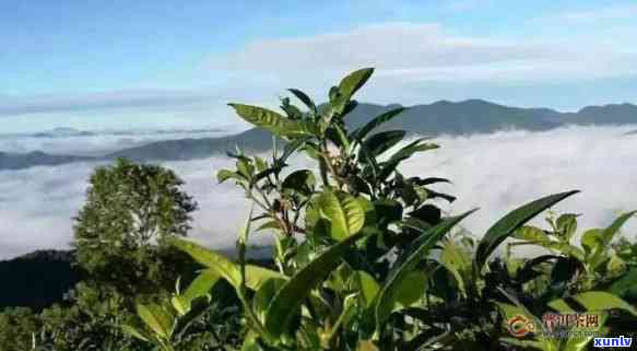 探究凤庆古树茶的独特特点与魅力