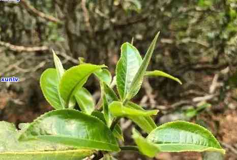 凤庆茶树的品种分类-凤庆茶树的品种分类有哪些