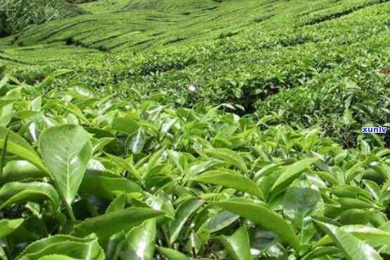 凤庆茶树的品种分类-凤庆茶树的品种分类有哪些