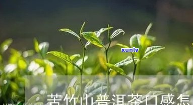 景谷苦竹山茶的特点是什么，揭秘景谷苦竹山茶的独特特点