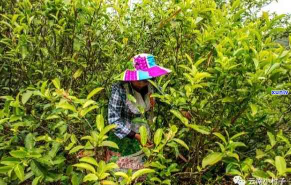 景谷苦竹山茶主要产地，揭秘景谷苦竹山茶的主要产地