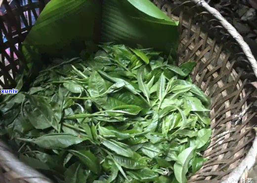 澜沧古茶：春峄的简历与故事