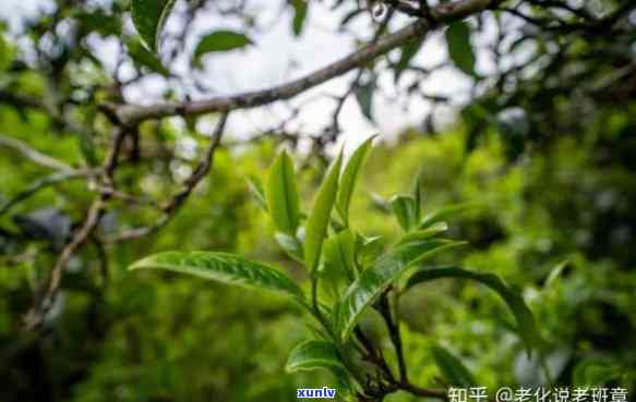 澜沧古茶：春峄的简历与故事