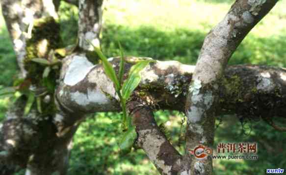 雨林古树紫电青霜多少钱，探究价格：雨林古树紫电青霜的售价是多少？