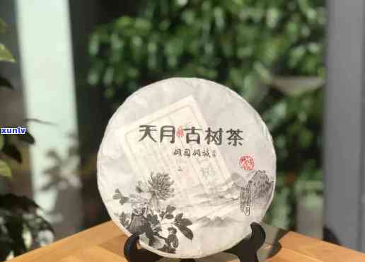 雨林古树茶朗月中天现价是多少？探究其市场价格与价值