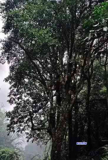 雨林古树茶月圆，雨林中的神秘古树：品鉴月圆之夜的茶香