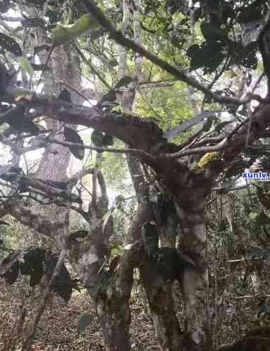 曼撒古树茶特点味道-曼撒古树茶口感特点