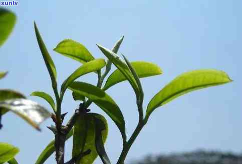 古树茶王是什么茶，探秘茶叶珍品：古树茶王的品种与特点