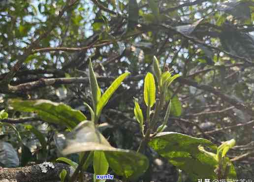 古树茶王是什么茶，探秘茶叶珍品：古树茶王的品种与特点