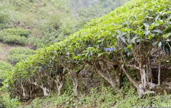 澜沧景迈古茶园有哪些珍稀茶树品种？