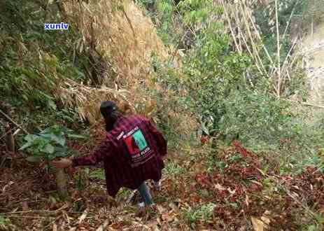 澜沧古茶东半山，探索云南古茶文化：澜沧古茶东半山的魅力之旅