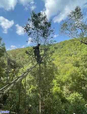 澜沧古茶东半山，探索云南古茶文化：澜沧古茶东半山的魅力之旅