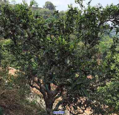 景迈古树茶入口感觉-景迈古树茶好吗