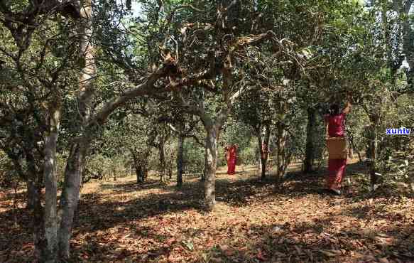 景迈山古树茶园：列入世界遗产后是否能继续采摘？看图了解