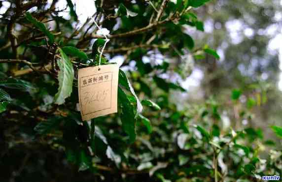 景迈古树茶多少钱一斤，探寻古韵：景迈古树茶价格解析