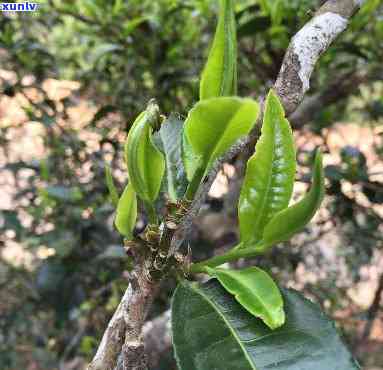 云南景迈古树茶特点-云南景迈古树茶在什么地区?