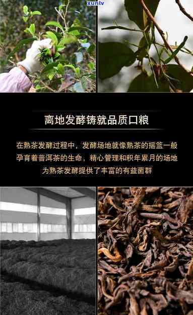 云南景迈茶砖古树茶-景迈砖茶的卖点