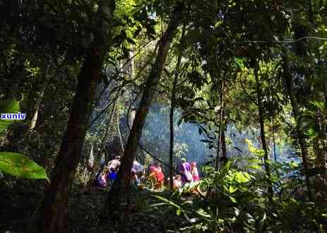 2019年景迈山古树茶价格，2019年景迈山古树茶价格公布，珍稀好茶值得收藏！