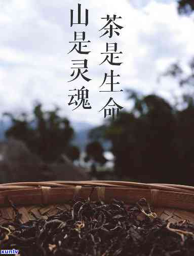 景迈山古树茶0081，探寻中国茶文化的瑰宝：景迈山古树茶0081的魅力与价值