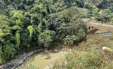 景迈山千年古茶树，探秘千年古韵：景迈山的古茶树文化之旅