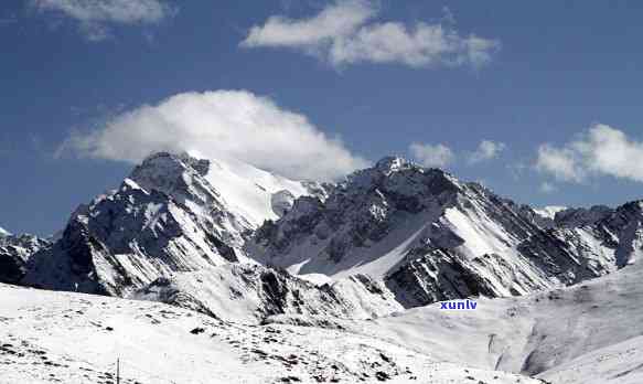 雪山黄龙养生茶图片-雪山黄龙养生茶图片大全