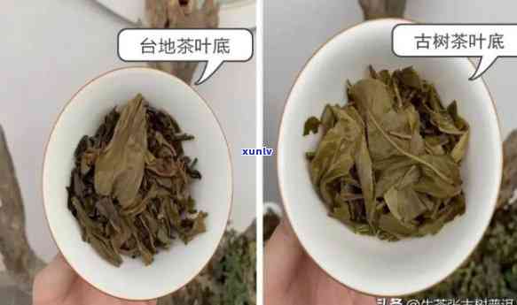 古树茶与绿茶：口感对比与区别分析