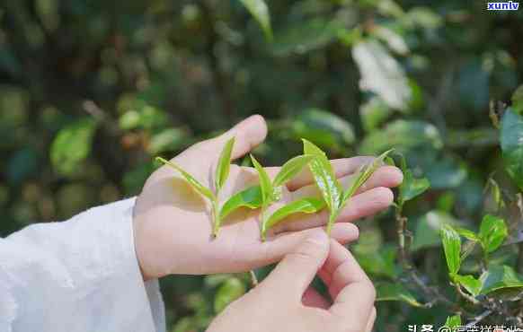 古树茶和绿茶的区别，探秘古树茶与绿茶的不同之处