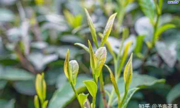 古树茶和绿茶哪个好-古树茶和绿茶哪个好喝