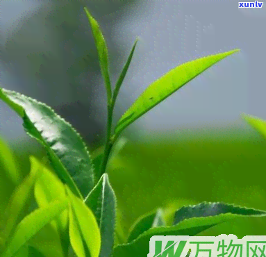 古树茶和绿茶哪个好-古树茶和绿茶哪个好喝