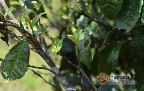 磨烈古树普洱茶：特点与价格全解析