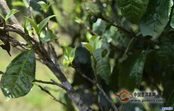 磨烈古树茶冲泡水-磨烈古树茶功效