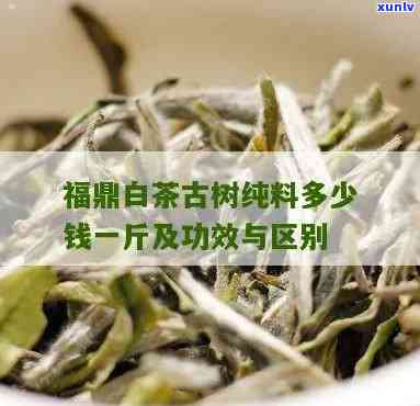 福鼎白茶有古树茶吗-福鼎白茶有古树茶吗图片