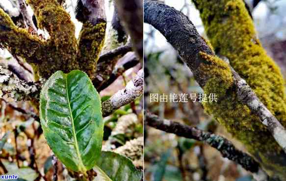 忙肺古树茶特点，探索云南忙肺古树茶的独特魅力与特点