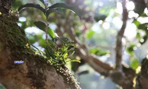 忙肺古树茶收藏价值，揭秘忙肺古树茶的收藏价值：为何它备受瞩目？