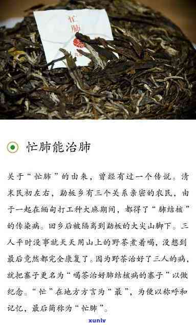 忙肺古树茶是白茶吗-忙肺古树茶特点