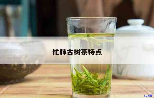 忙肺古树茶是白茶吗-忙肺古树茶特点