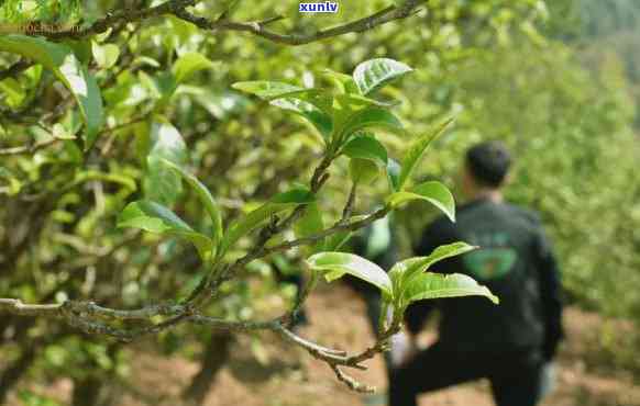 雨林古树茶美成，探寻雨林古树茶之美：一杯茶，一场视觉宴