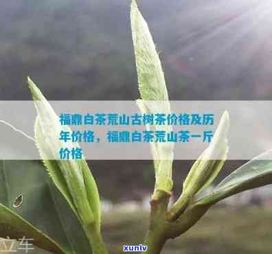 荒山老树白茶价格，深度解析：荒山老树白茶的价格走势与影响因素