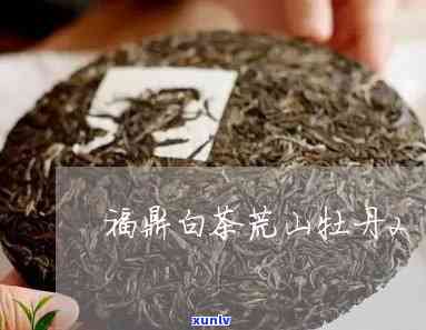 荒山古树茶福鼎白茶-荒山古树茶福鼎白茶2008年